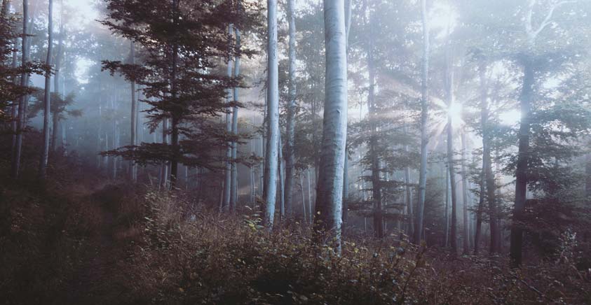 Nebbia nel bosco