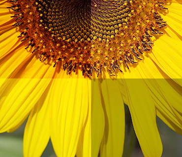 Exibição do equilíbrio branco utilizando a imagem de uma flor