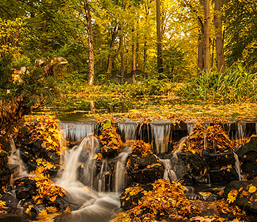 Display of a high-resolution forest image for 4K video editing